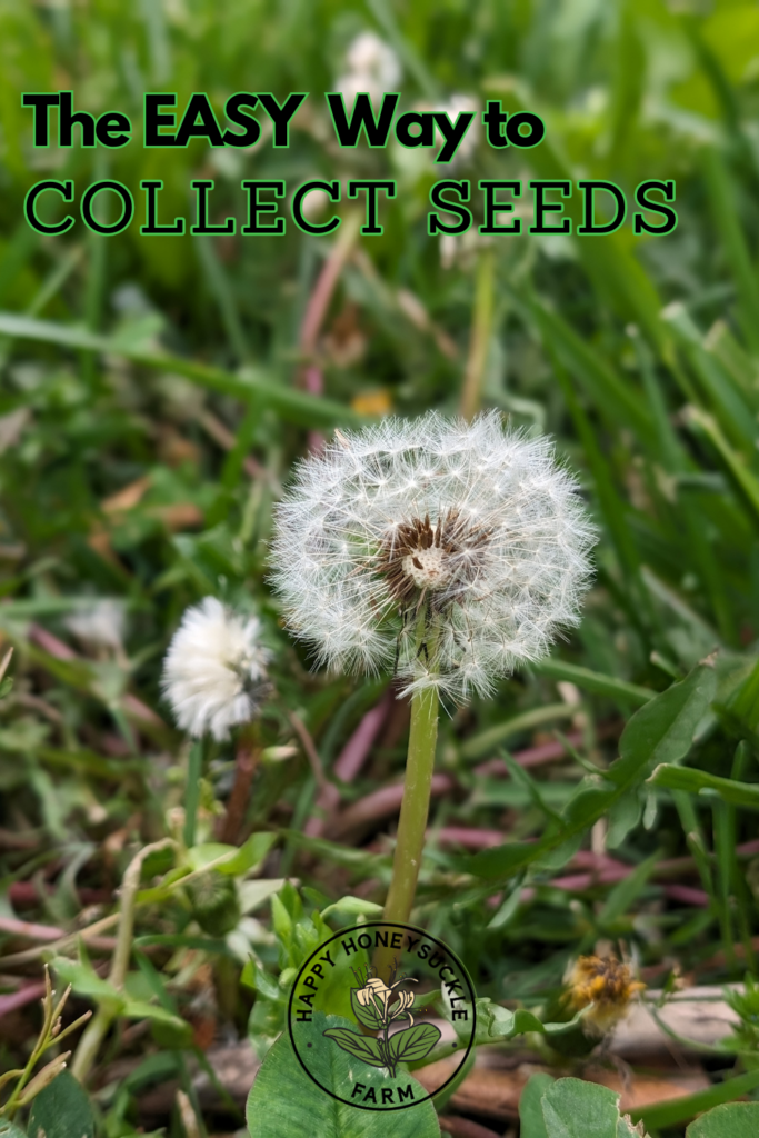 The EASY Way to Collect Seeds: Photo of a dandelion that has gone to seed amid the green grass and clover in Spring.