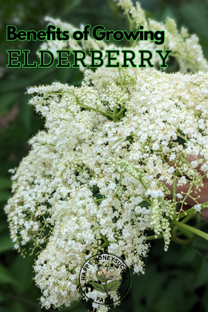 Benefits of growing elderberry: photo of the elderberry flowers close up. They're white with a tiny dot of tan and light green stems.