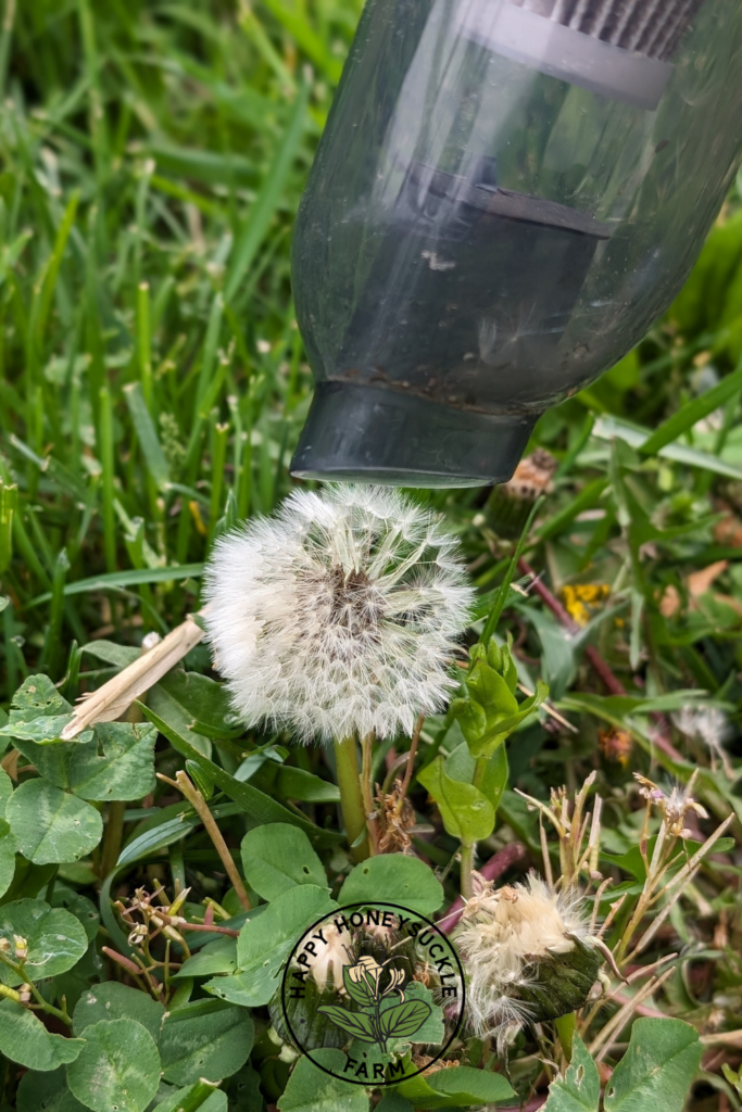 The easy way to collect seeds! Photo of a small keyboard vacuum being used to collect dandelion seeds. 