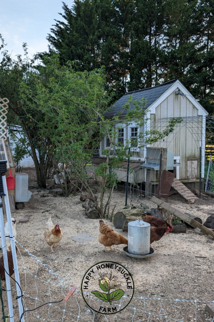 Elderberry bushes that are about 8' tall, growing next to a chicken coop. Chickens are using a waterer in front of the bushes. There's a cattle panel arch in front of the coop, as well as a nest box for the chickens.