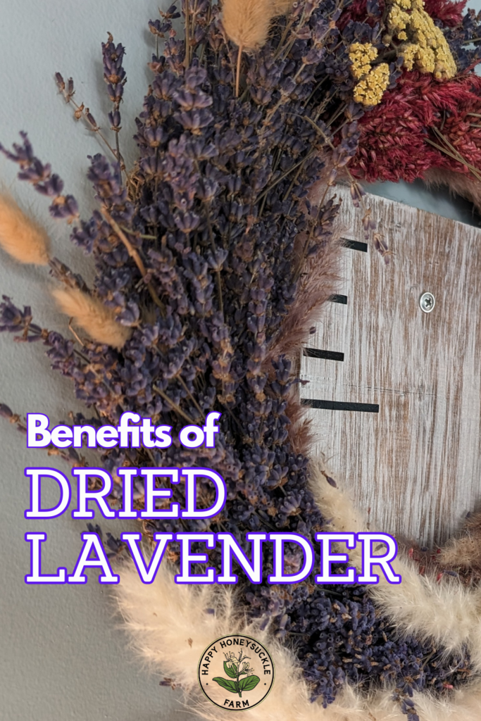 Benefits of Dried Lavender: One of the benefits of drying lavender is that you can use it in home decor, making items like wreaths from it. 