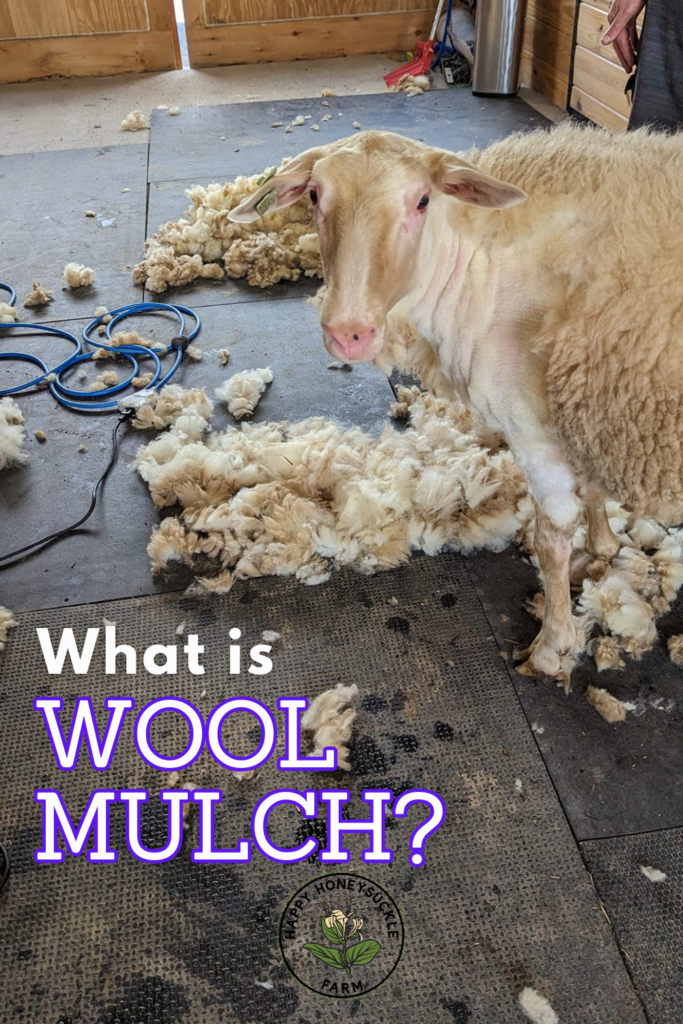 Wool as mulch? What is it and Why this option is a GREAT alternative to wood chips in your garden. 

Photo of a milk sheep who is partially shorn and looking at the camera. The text says "What is wool mulch" and there's a logo below that says Happy Honeysuckle Farm.