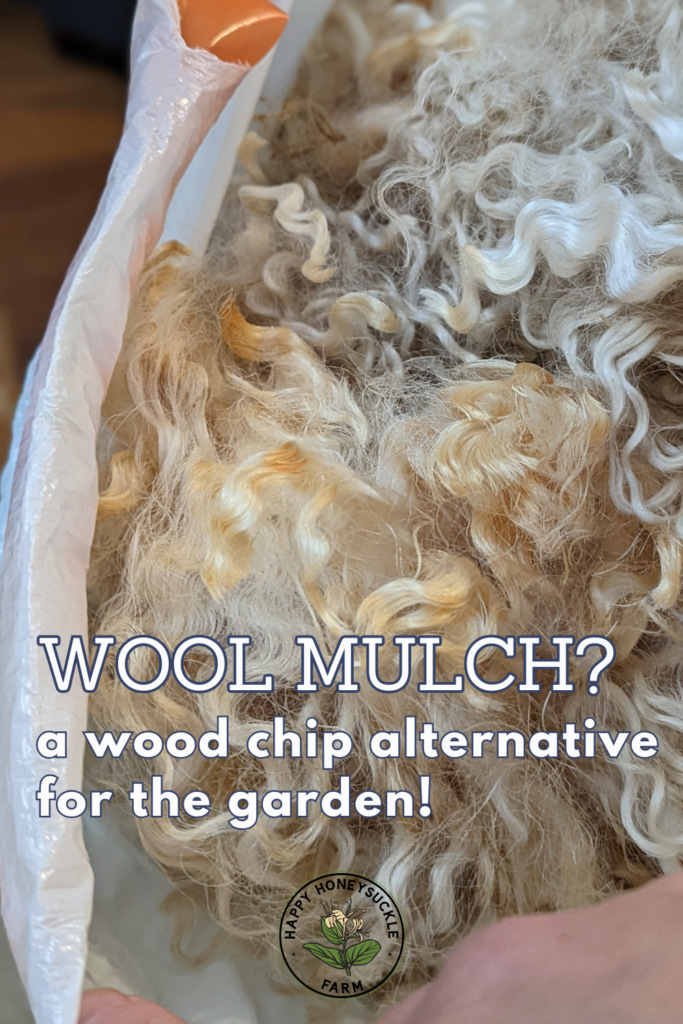 Wool as mulch? Why this option is a GREAT alternative to wood chips in your garden.